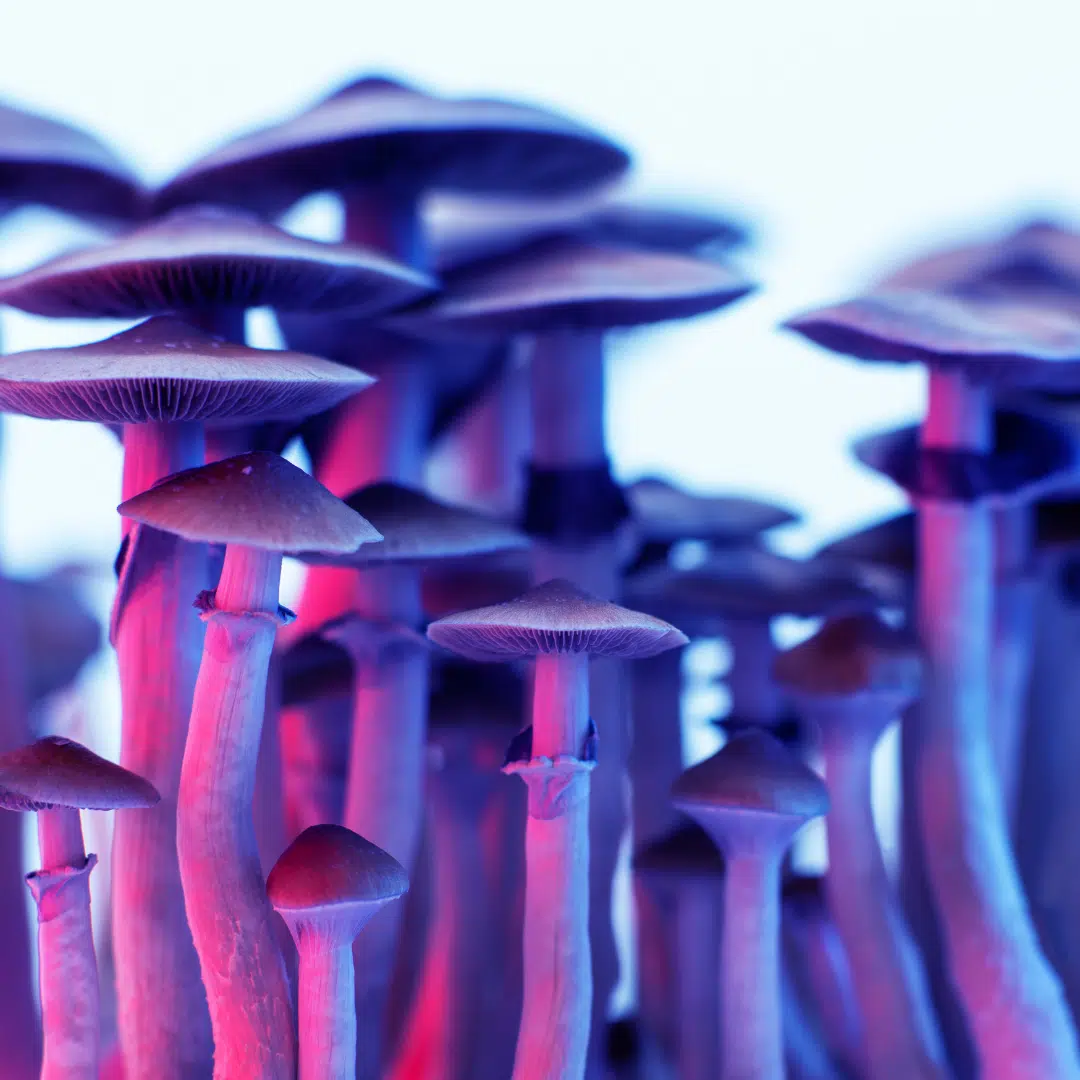 mushrooms